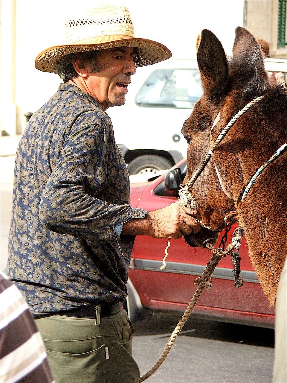 Your Horse Communicates With You (image credits: wikimedia)