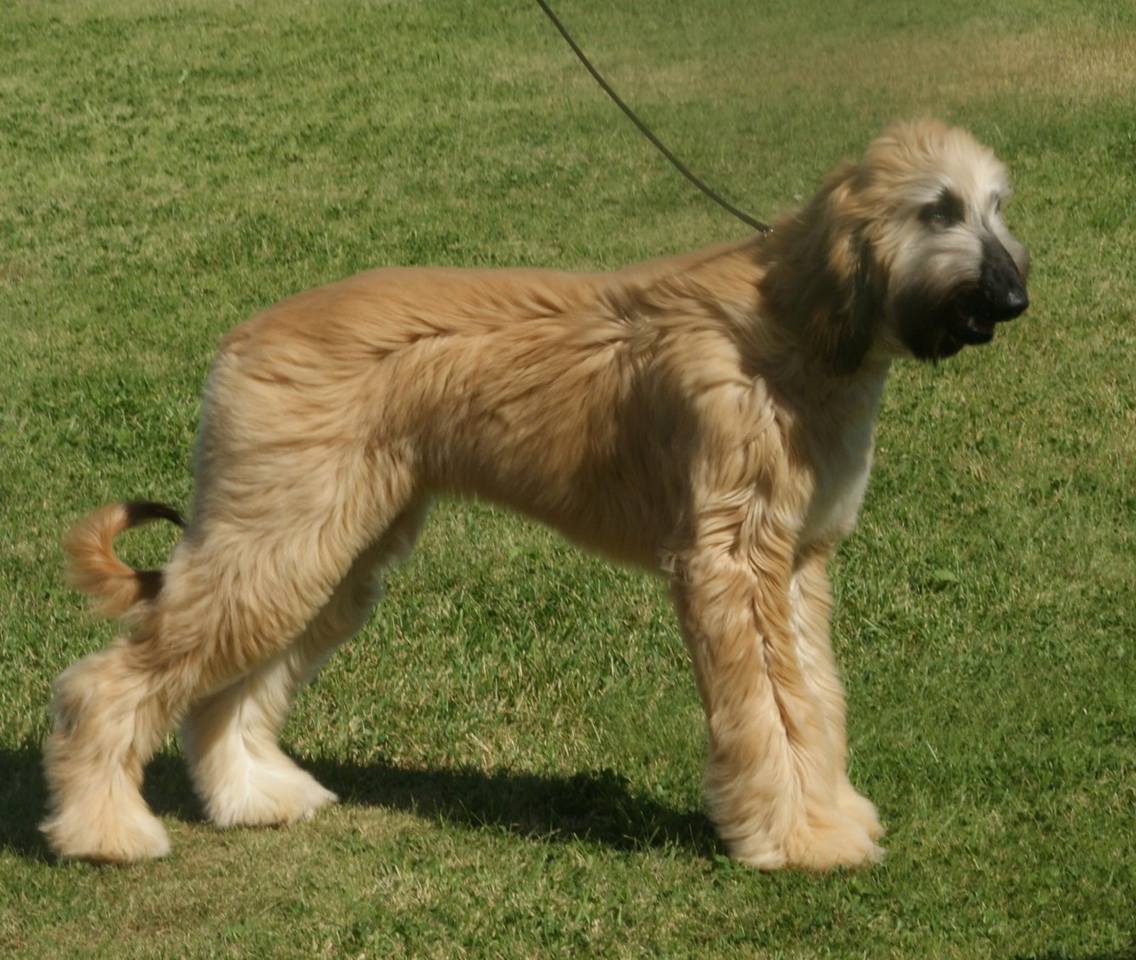 Afghan Hound: The Elegant Eccentric (image credits: wikimedia)