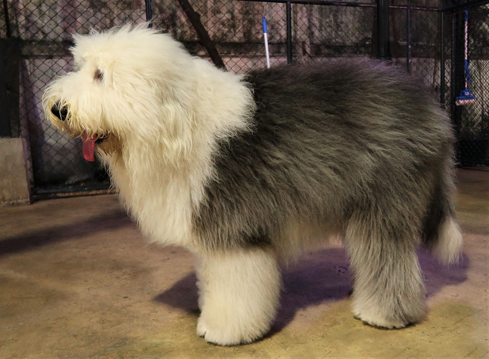 Old English Sheepdog: The Shaggy Contrarian (image credits: wikimedia)