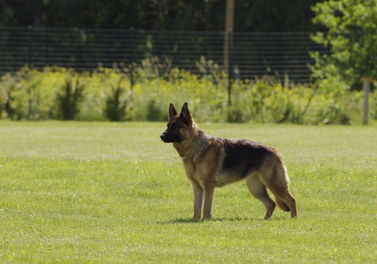 German Shepherd: The Loyal Protector (image credits: pixabay)