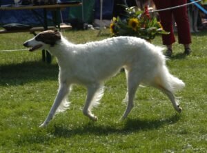 10 Most Stubborn Large Dog Breeds (And 10 That Will Do Anything You Ask)