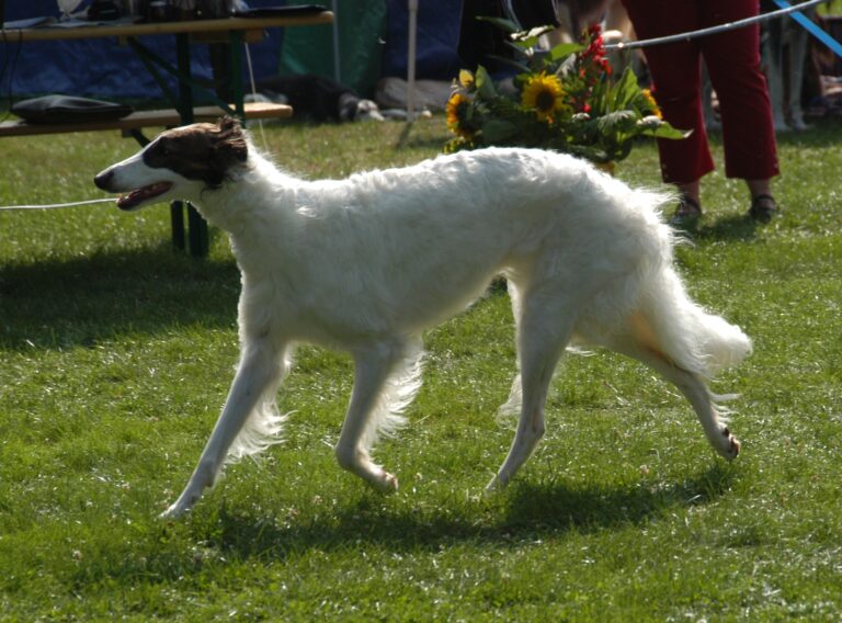 10 Most Stubborn Large Dog Breeds (And 10 That Will Do Anything You Ask)
