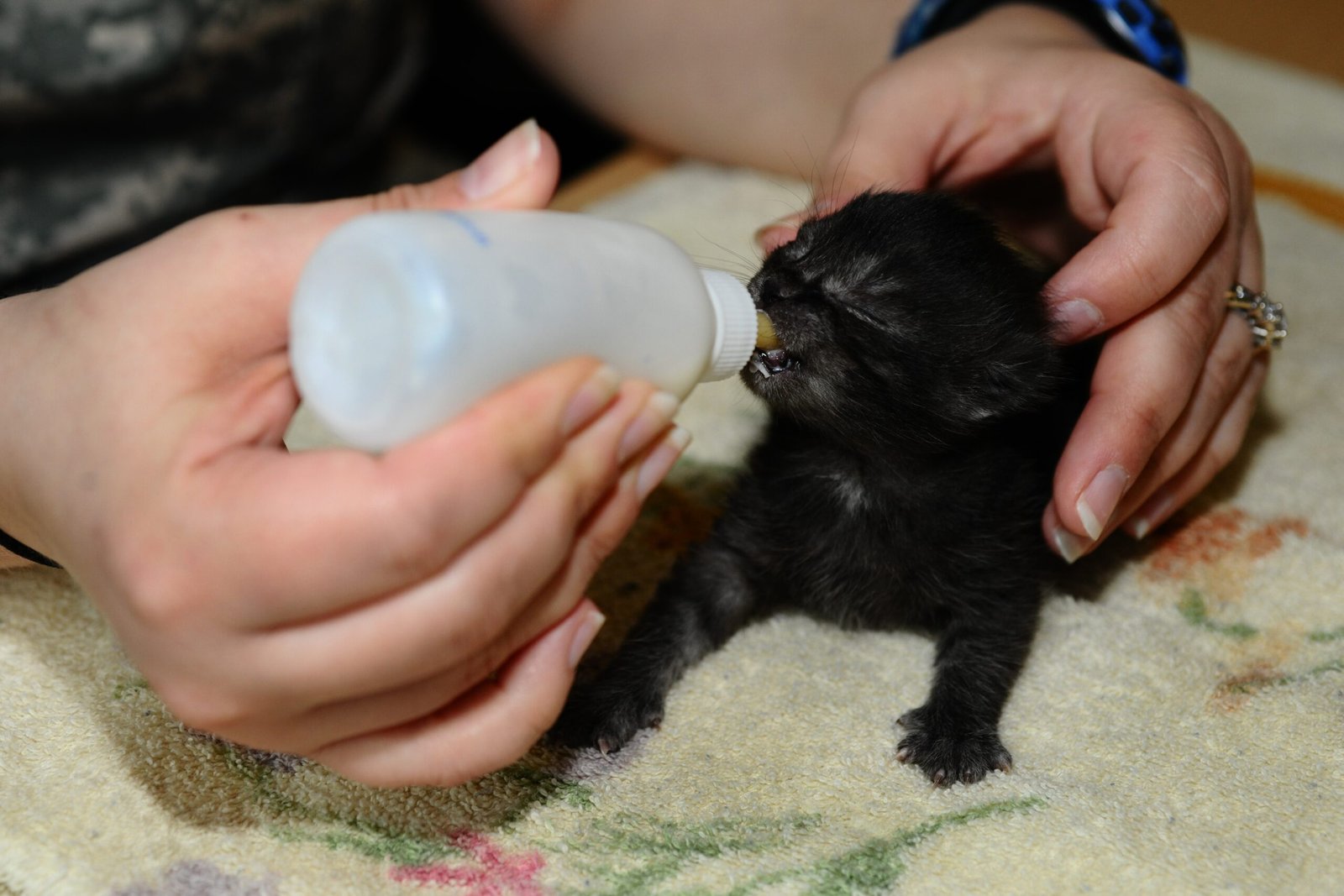 10 Essential Tips To Care For A Newborn Kitten