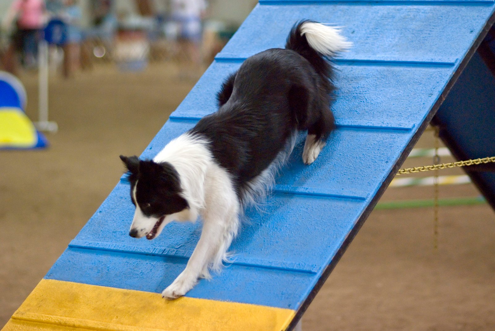 Embrace Consistent, Positive Training (image credits: wikimedia)