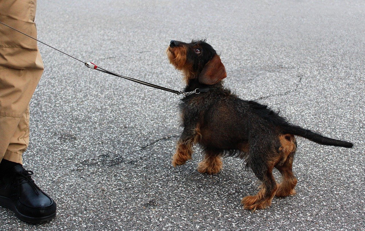 Dachshund: The Clever, Willful Sausage Dog (image credits: pixabay)