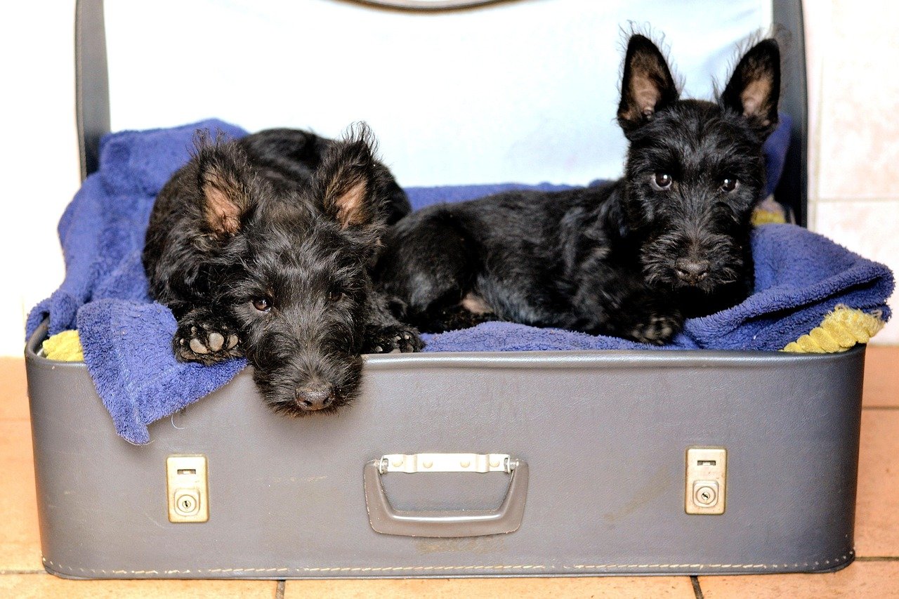 Scottish Terrier: The Determined Individualist (image credits: pixabay)