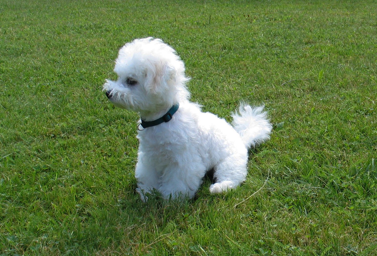 20 Sweetest Dog Breeds Big and Small That Will Touch Anyone’s Heart