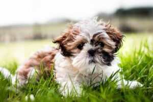 10 Moments That Deepen Your Connection with Your Shih Tzu (And 9 That Push Them Away)