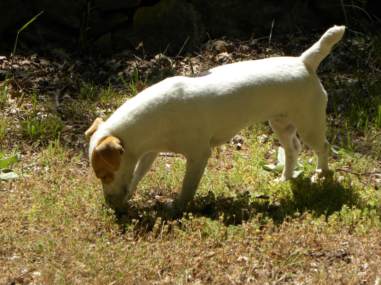 Hide-and-Seek and Scent Work (image credits: wikimedia)