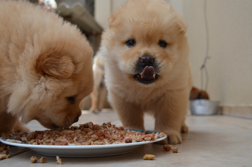 Overlooking the Importance of Proper Nutrition (image credits: rawpixel)