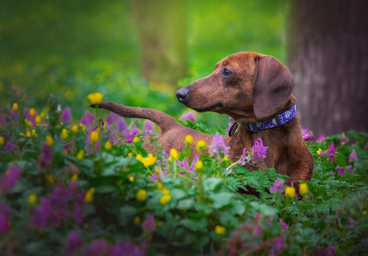 Diet for Dachshunds: Bone and Back Protection (image credits: pixabay)