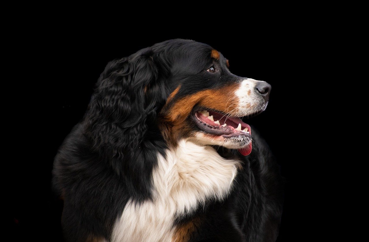 Common Joint Problems in Large Breed Dogs (image credits: pixabay)