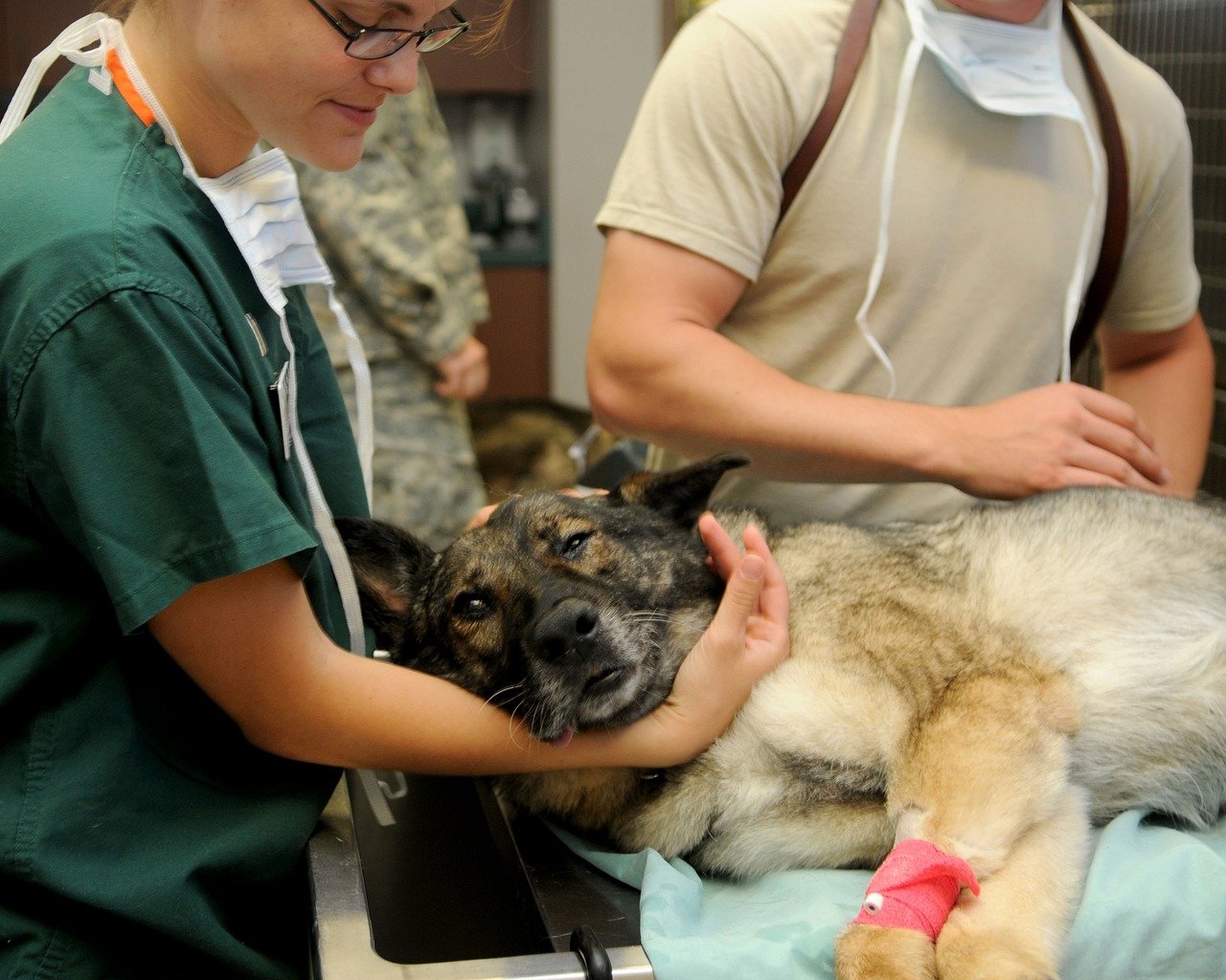 Regular Veterinary Check-Ups: Your Best Defense (image credits: pixabay)