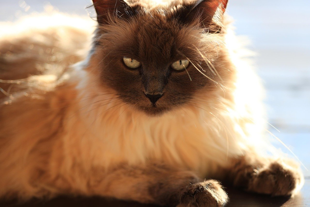 10 Long-Living Cat Breeds That Will Enrich Your Life for Years