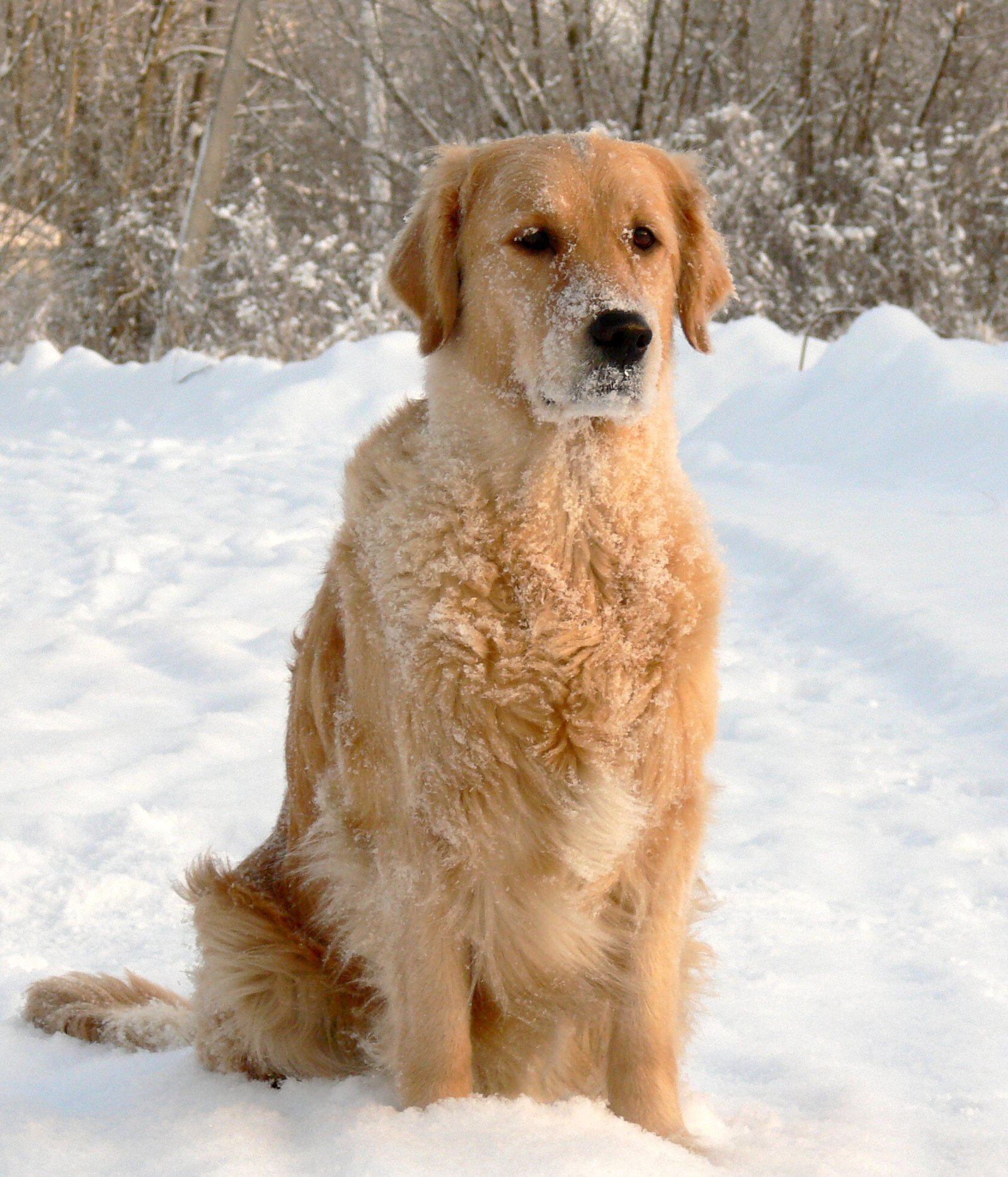 Understanding Golden Retrievers’ Needs in Cold Climates (image credits: wikimedia)