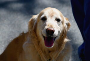 Golden Retrievers in Minnesota: How to Keep Them Happy During Long Winters