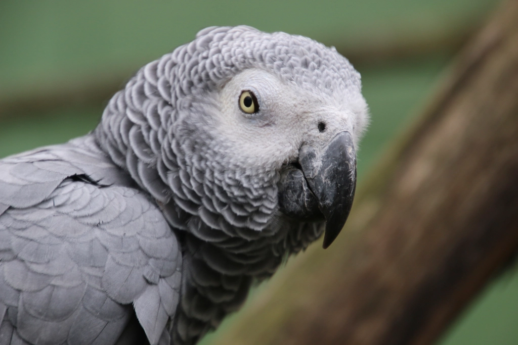 African Grey Parrot (image credits: rawpixel)