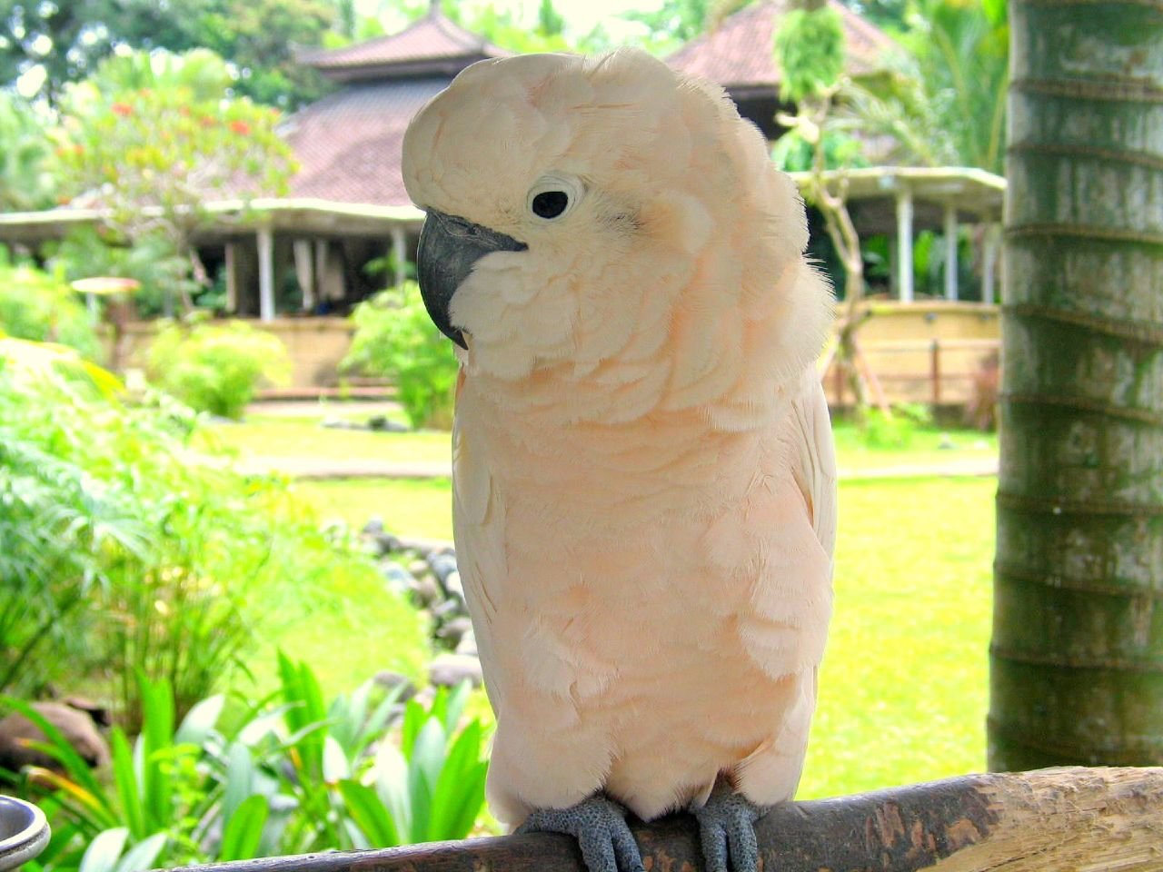 Moluccan Cockatoo (image credits: wikimedia)