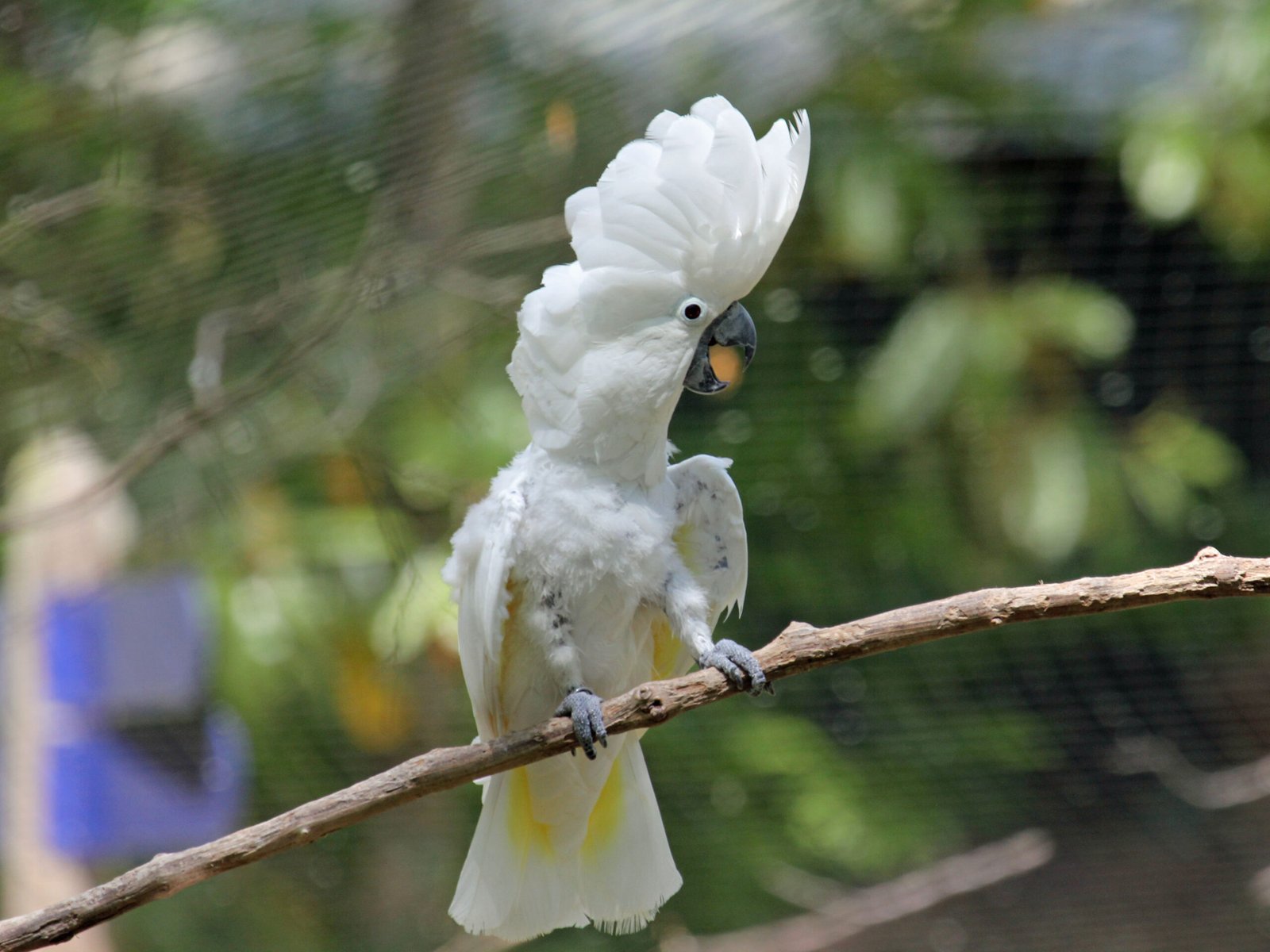 Umbrella Cockatoo (image credits: wikimedia)