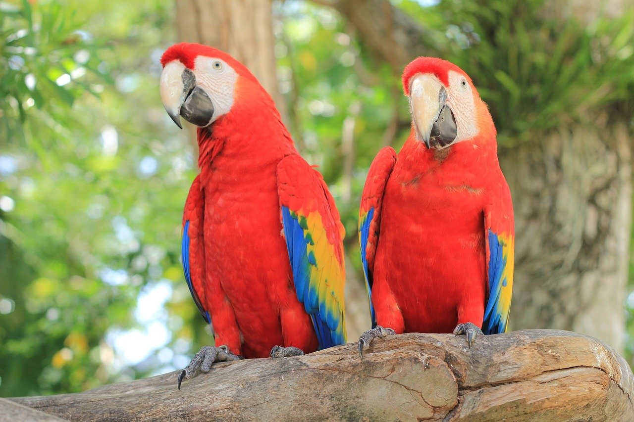 Scarlet Macaw (image credits: pixabay)