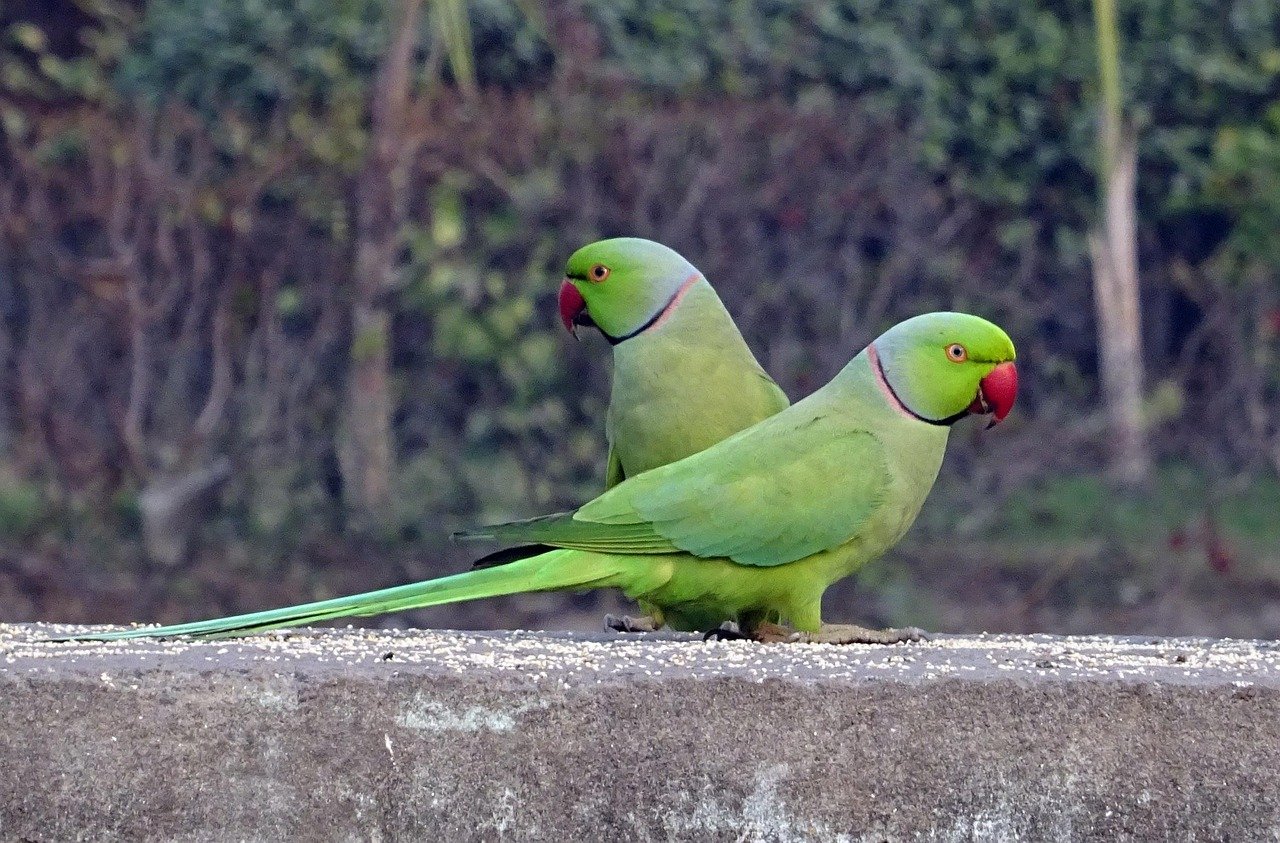 Indian Ringneck Parakeet (image credits: pixabay)