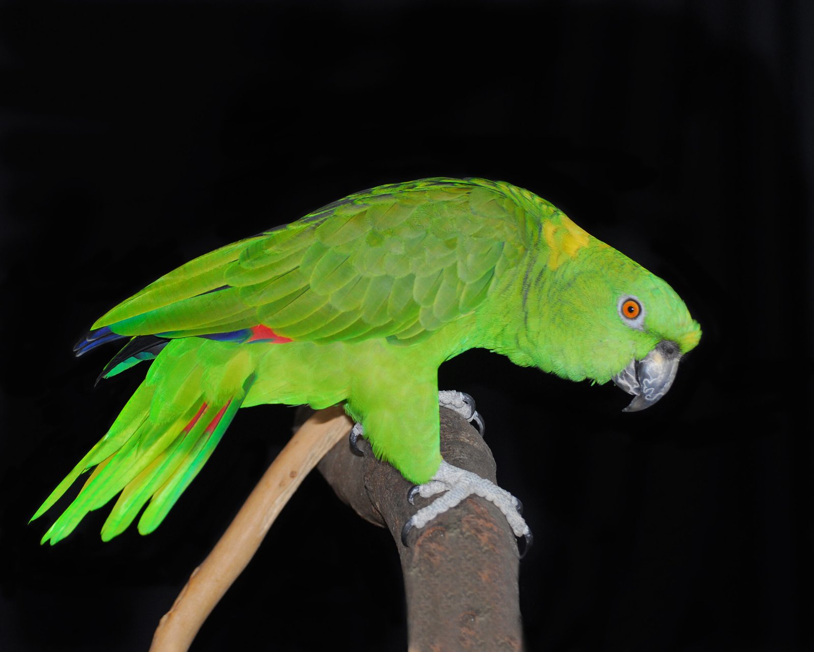 Yellow-Naped Amazon (image credits: wikimedia)