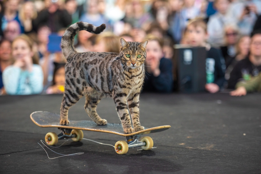 Bengal Cat: The Playful Explorer (image credits: rawpixel)