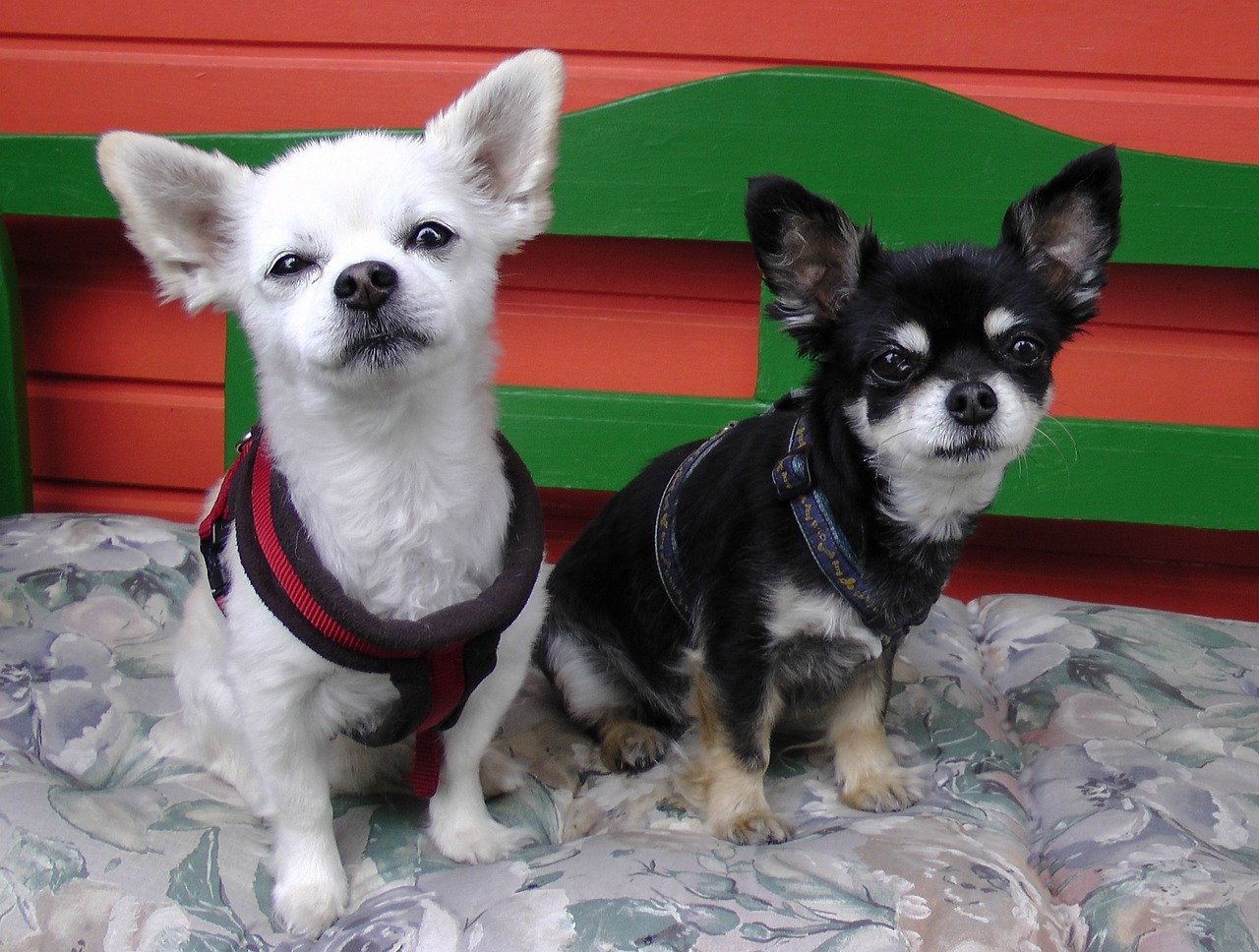 Chihuahua: The Loyal Lapdog (image credits: pixabay)