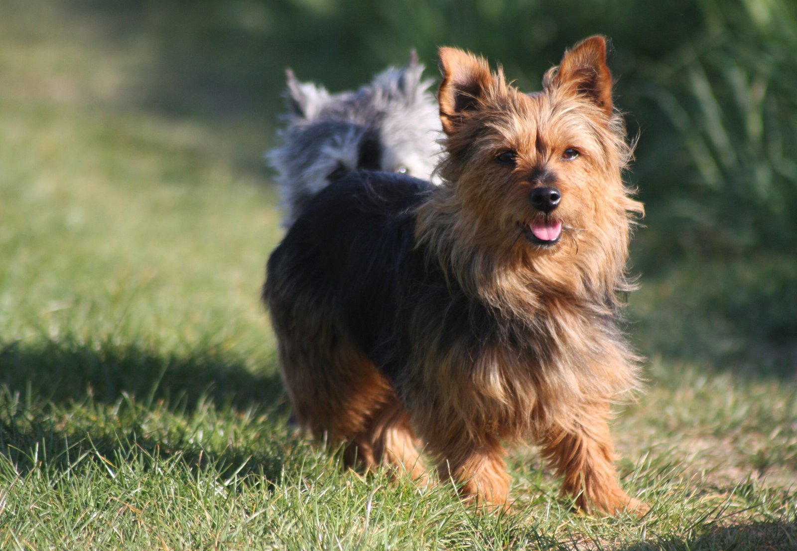 Australian Terrier: The Independent Companion (image credits: wikimedia)