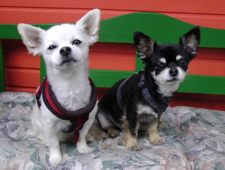 10 Small Dog Breeds That Are Emotionally Needy (And 5 Highly Independent)