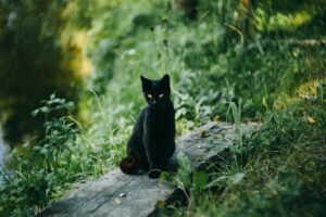 8 Things You Should Know About The Miniature Panther, The Bombay Cat