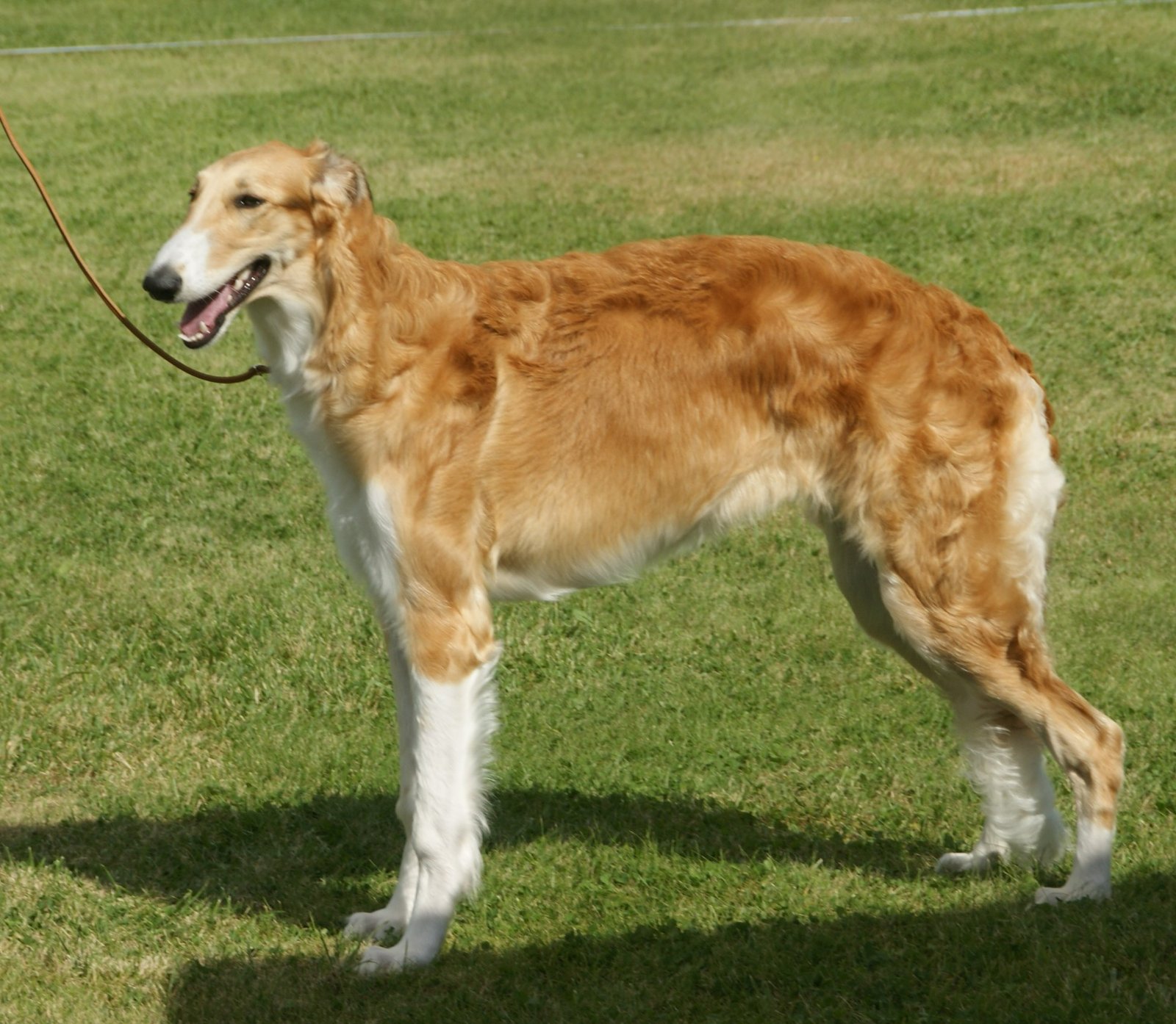 Borzoi: The Reserved, Elegant Companion (image credits: wikimedia)