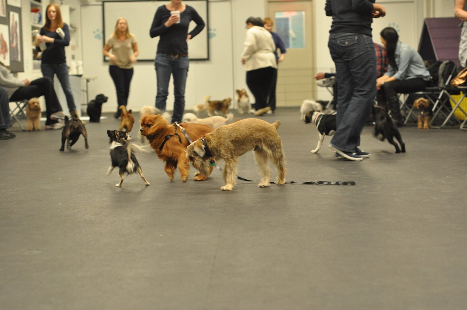 Tip #3: Socialization—Small Steps for Small Paws (image credits: wikimedia)