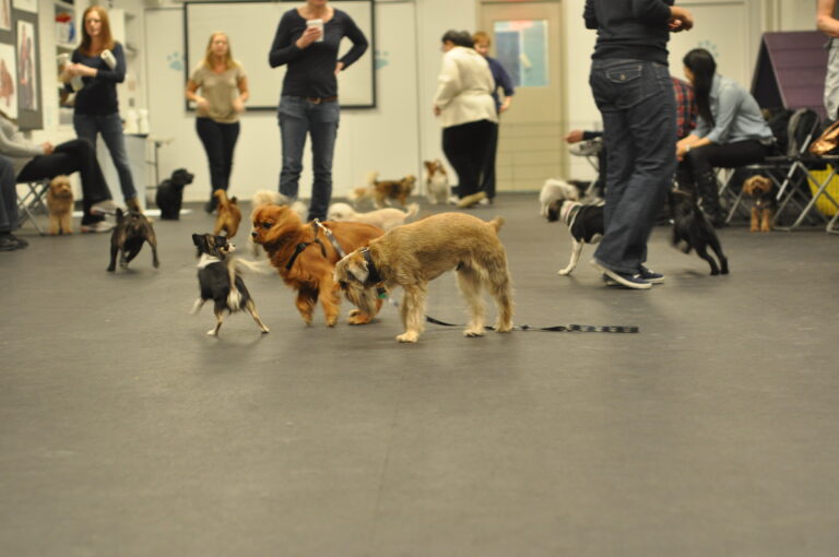 Training Troubles? 5 Tips to Address Behavioral Issues in Small Dogs