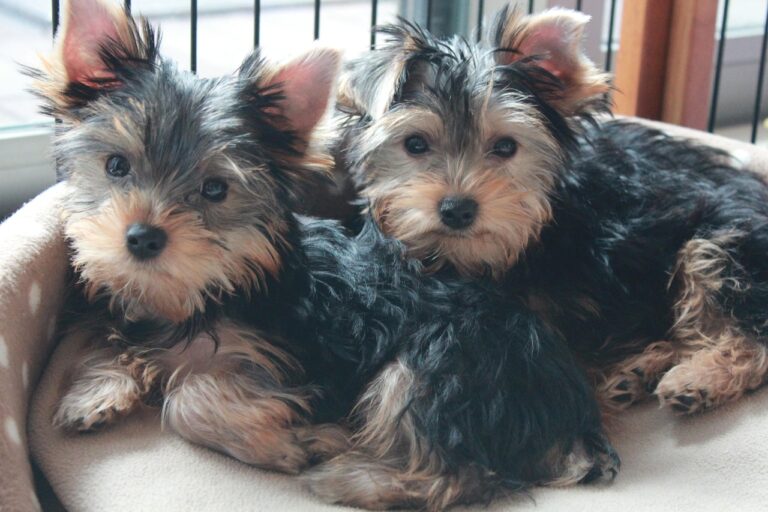 10 Small Dog Breeds That Are Extremely Loyal (And 5 That Ooze Charm and Personality)