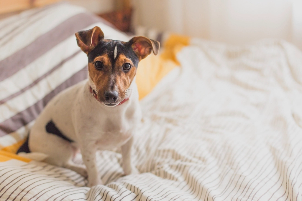 Dog-Proofing: Safety First, Fun Always (image credits: rawpixel)