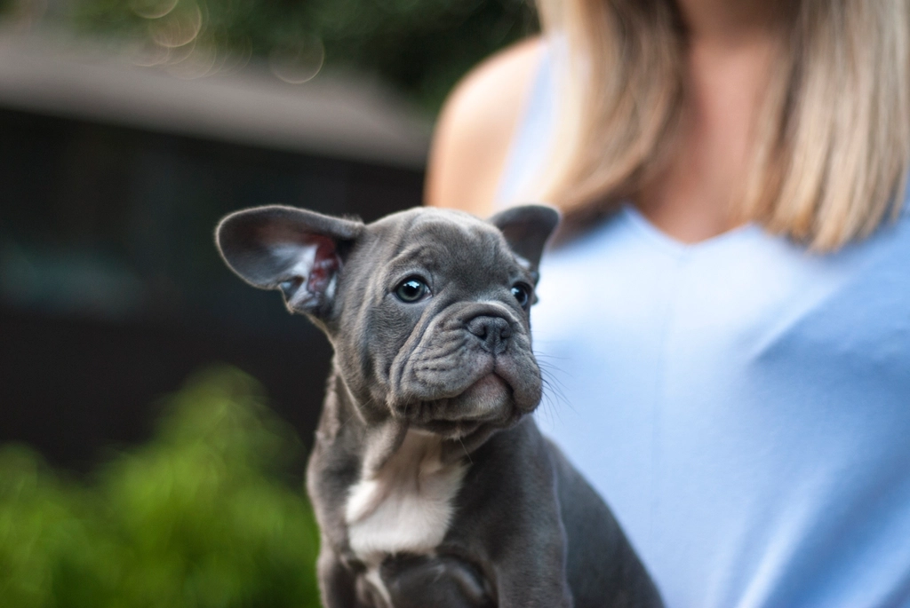 French Bulldog: The Chill Clown (image credits: rawpixel)