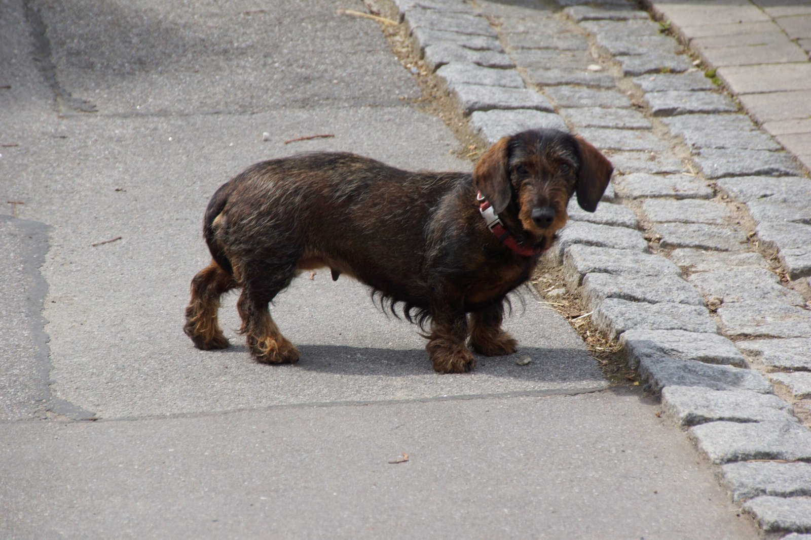 Rough Handling: A Fast Track to Fear (image credits: wikimedia)