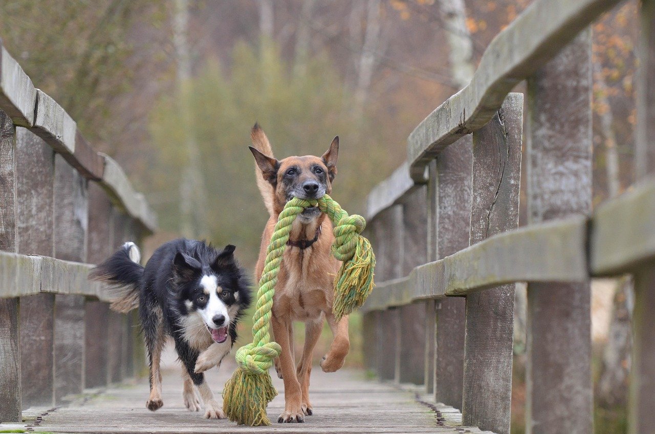Have a Doggy Playdate (image credits: pixabay)
