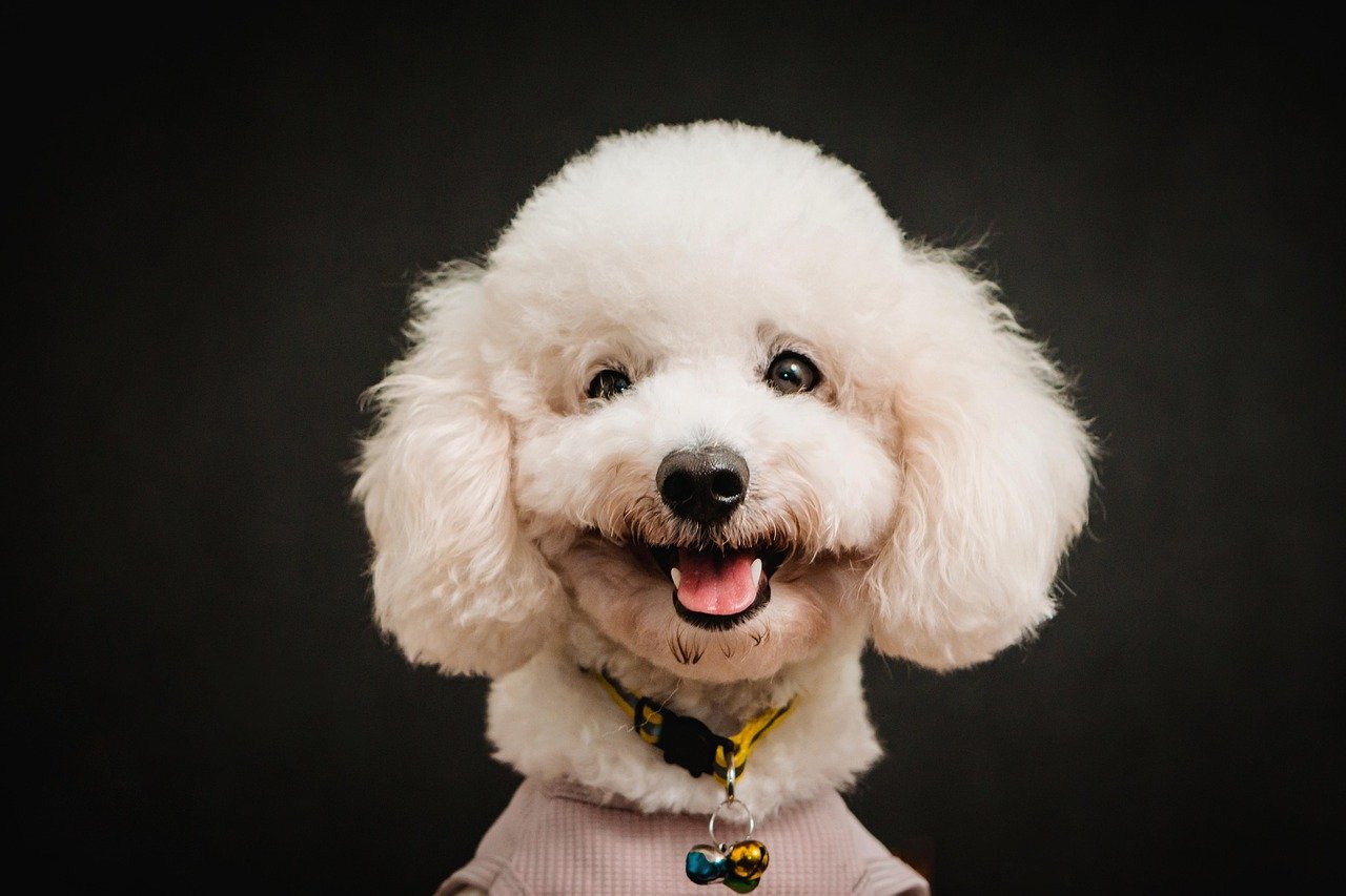 Capture Memories with a Photoshoot (image credits: pixabay)