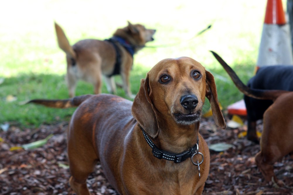Explore New York’s Dog-Friendly Activities (image credits: wikimedia)
