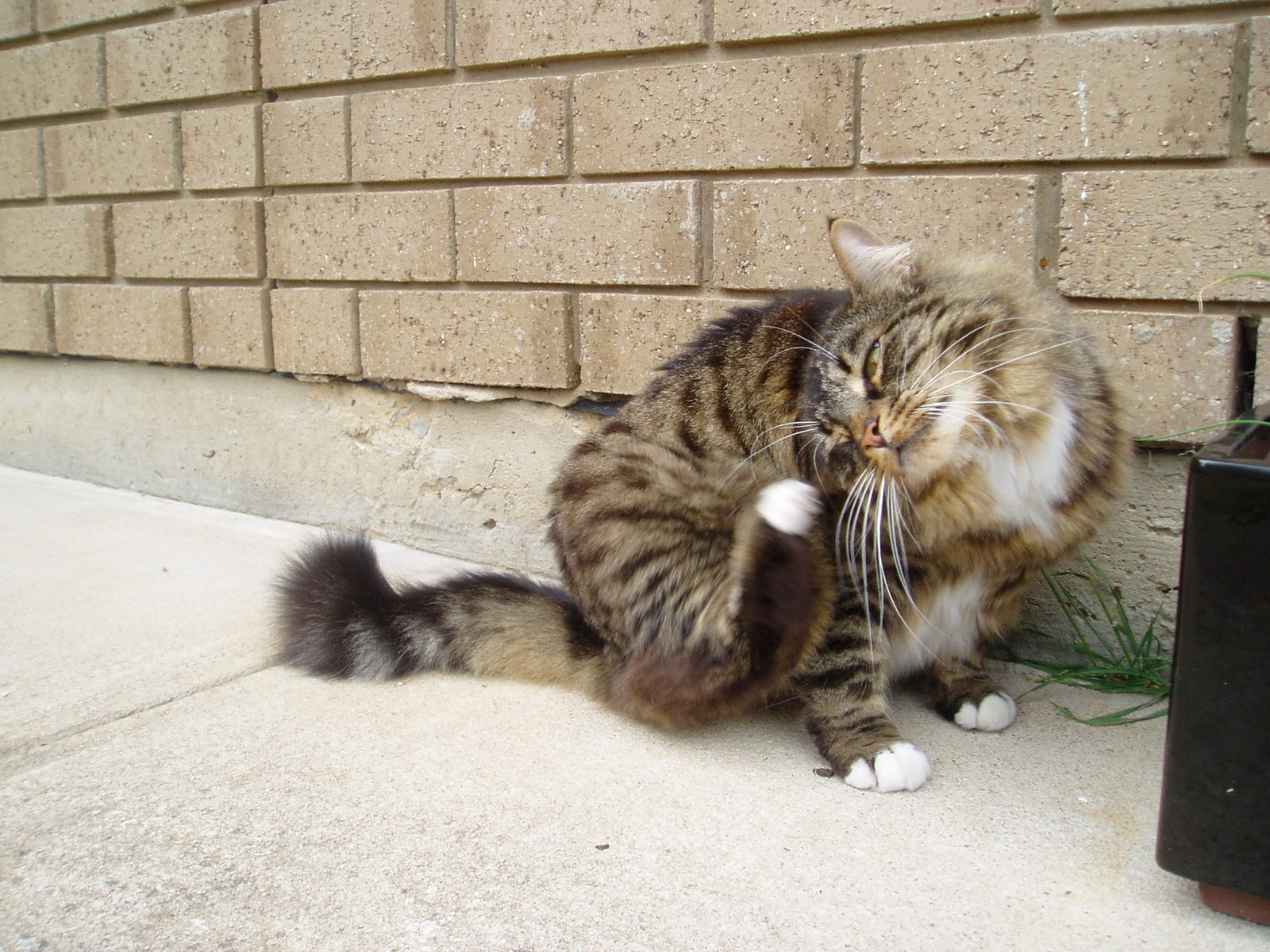 Allow Unsupervised Outdoor Access (image credits: wikimedia)