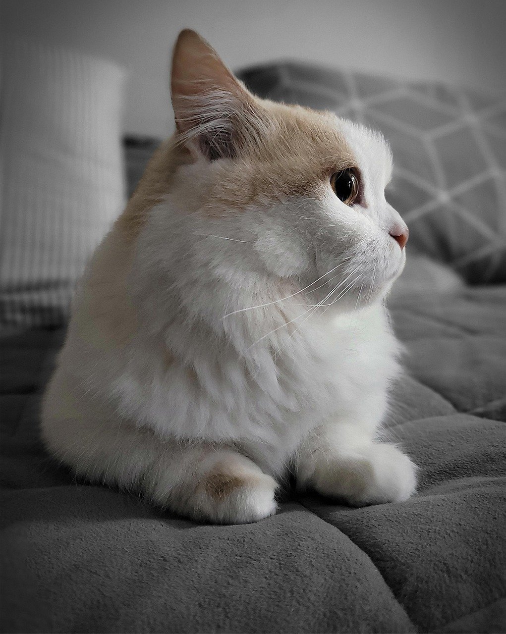 Overlook Litter Box Accessibility (image credits: pixabay)