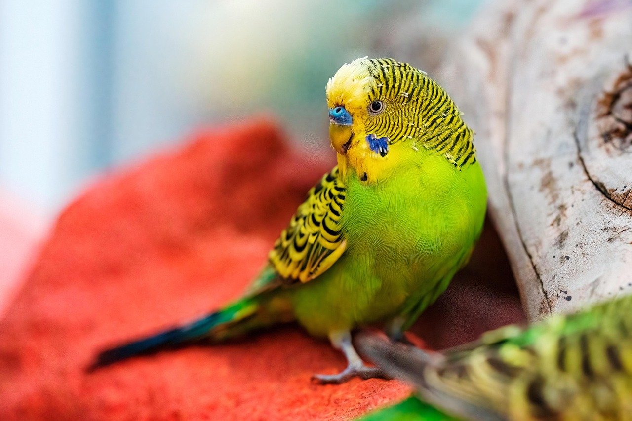 Budgerigar (Budgie) (image credits: pixabay)