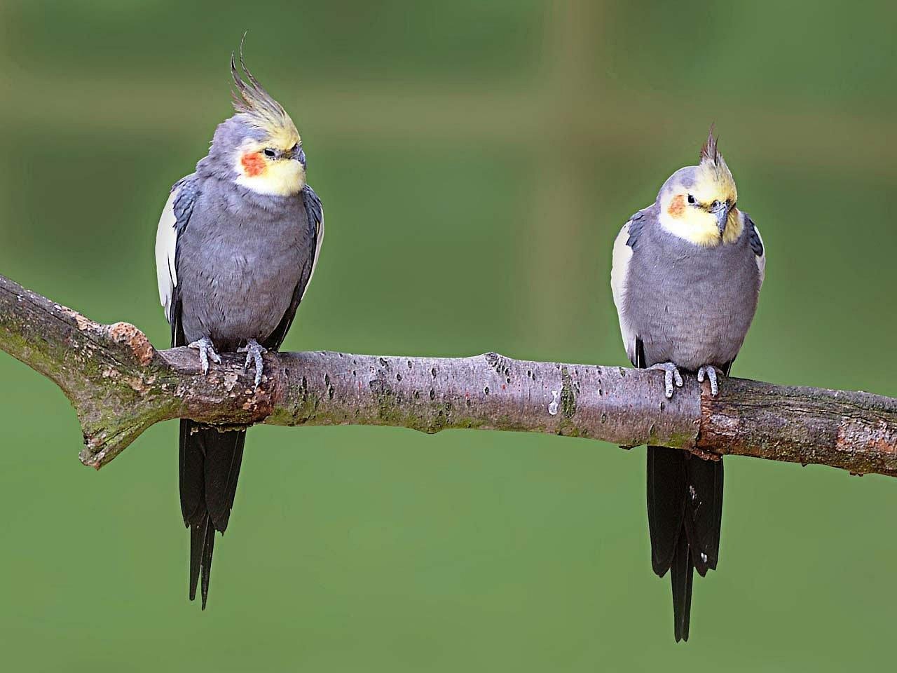 Cockatiel (image credits: pixabay)