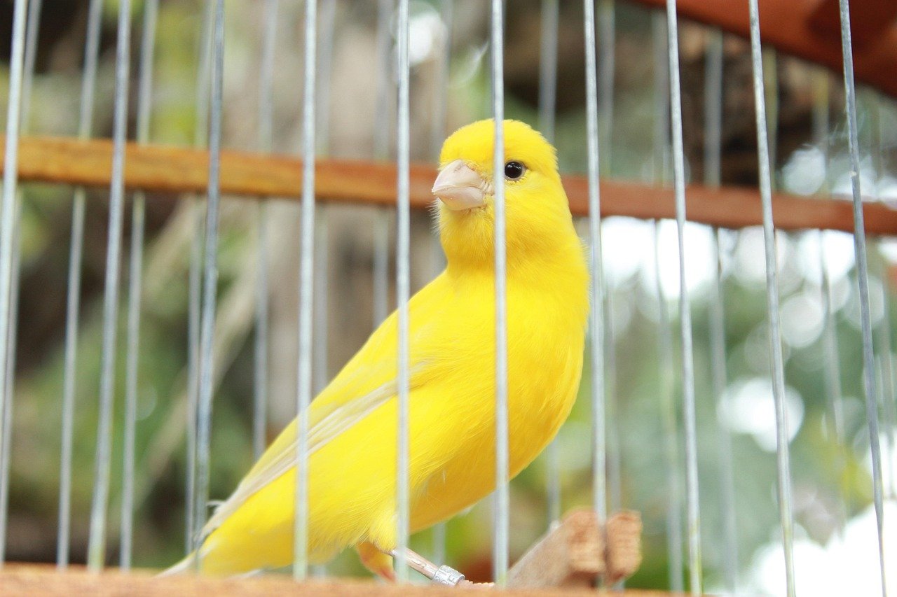 Canary (image credits: pixabay)