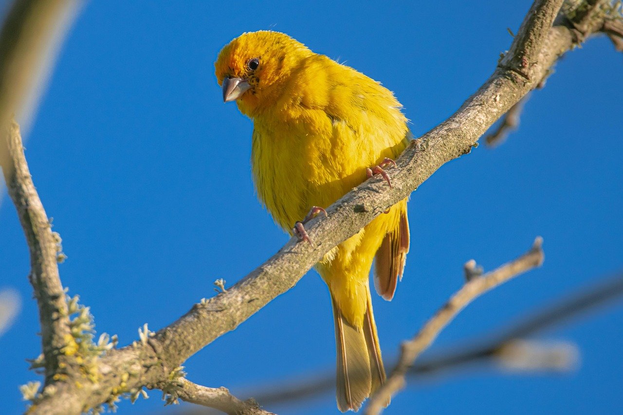 Finch (image credits: pixabay)