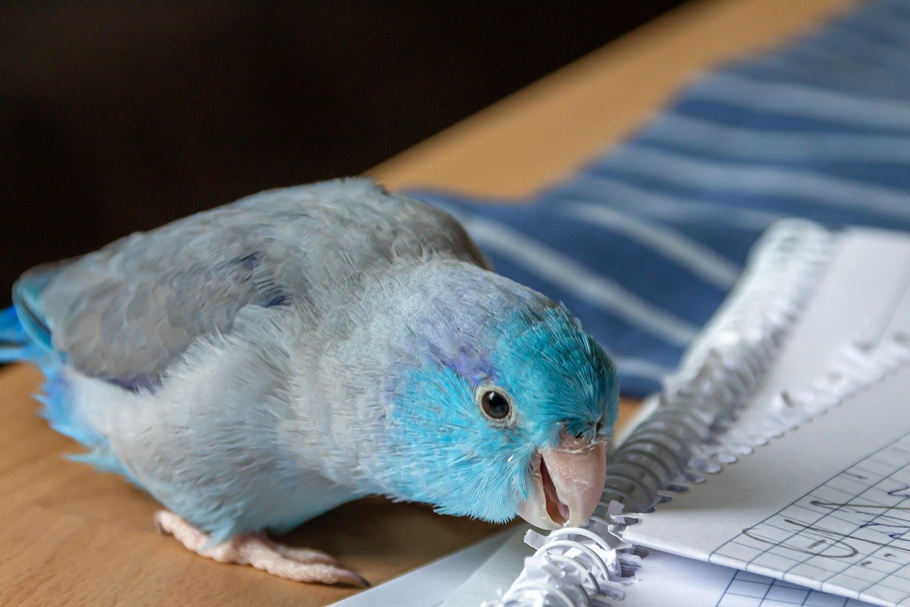 Parrotlet (image credits: pixabay)