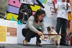 12 Playful Acts That Strengthen Your Bond with Your Pug (And 6 You Didn’t Know Cause Stress)