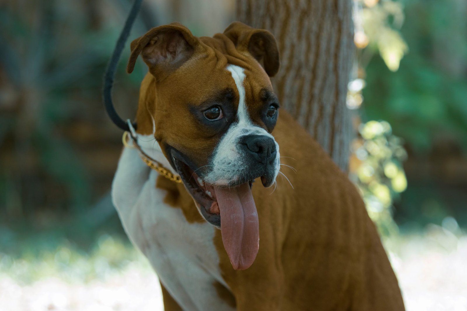 Recognize and Respect Your Dog’s Limits (image credits: wikimedia)